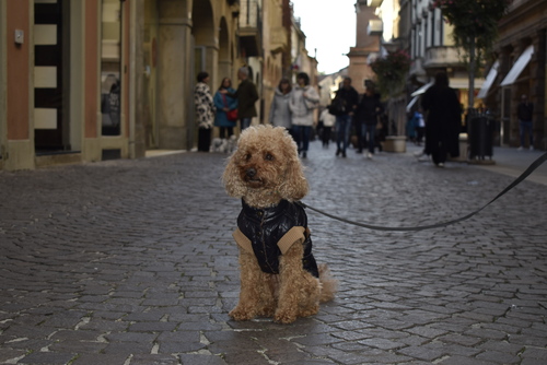 Cappotto Husky trapuntato per Barboncino - immagine 2