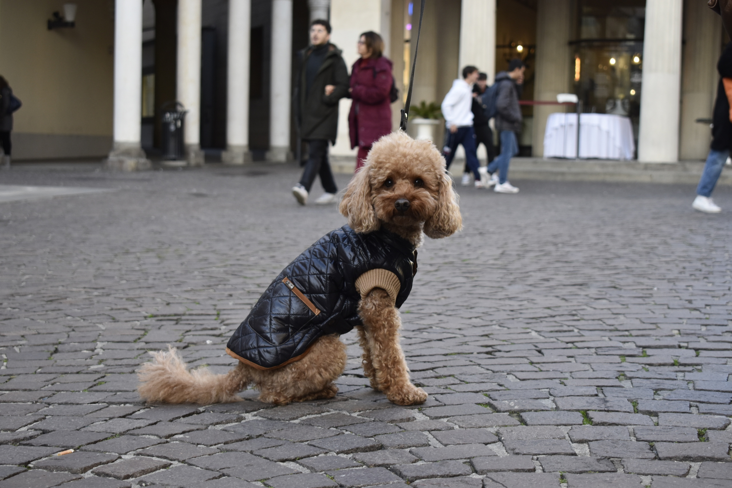 Cappotto Husky trapuntato per Barboncino