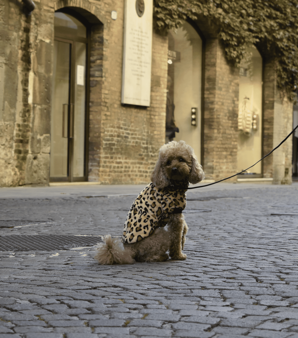 Maglione leopardato per Barboncino nano