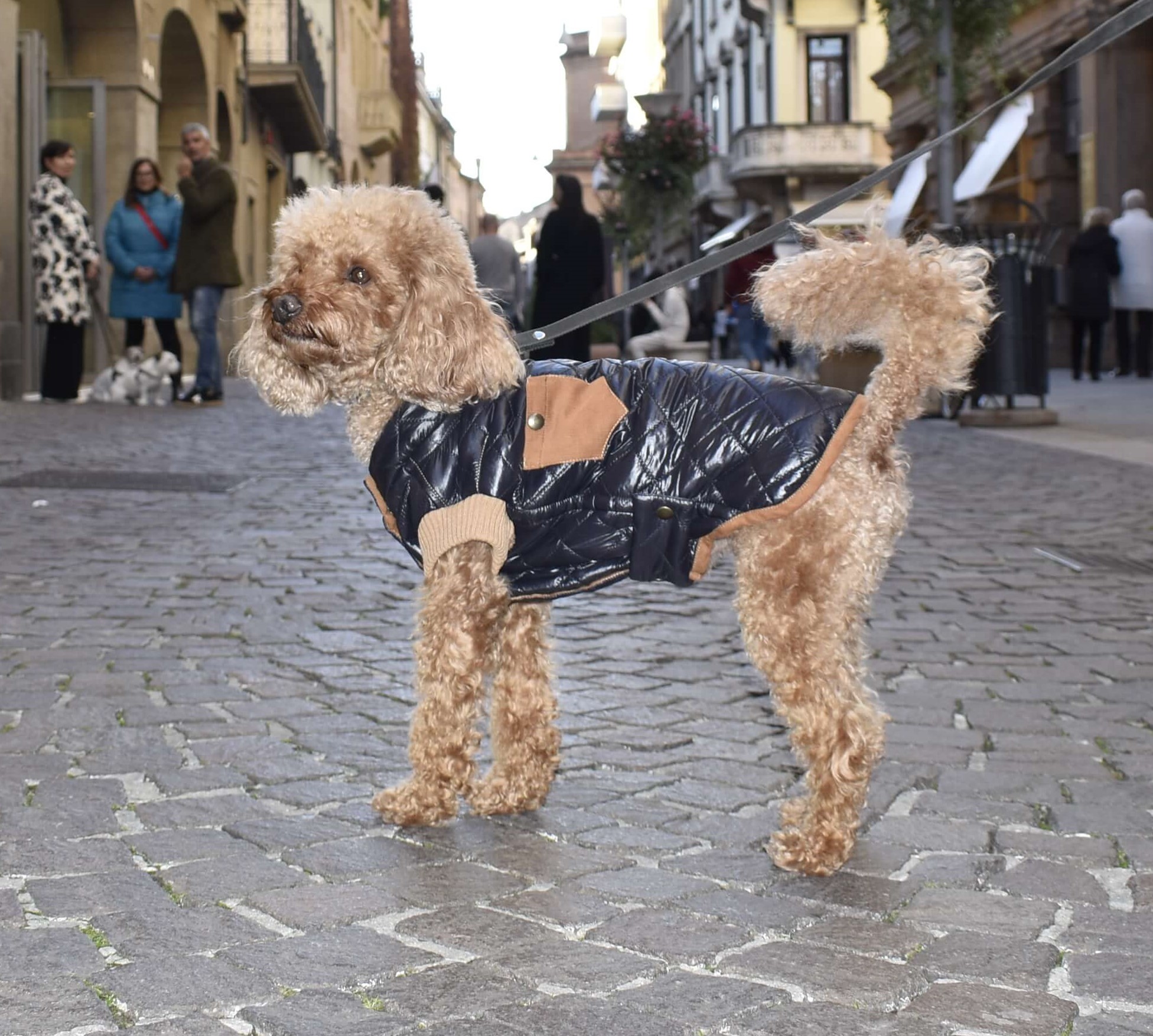 Cappotto Husky trapuntato per Barboncino - immagine 3