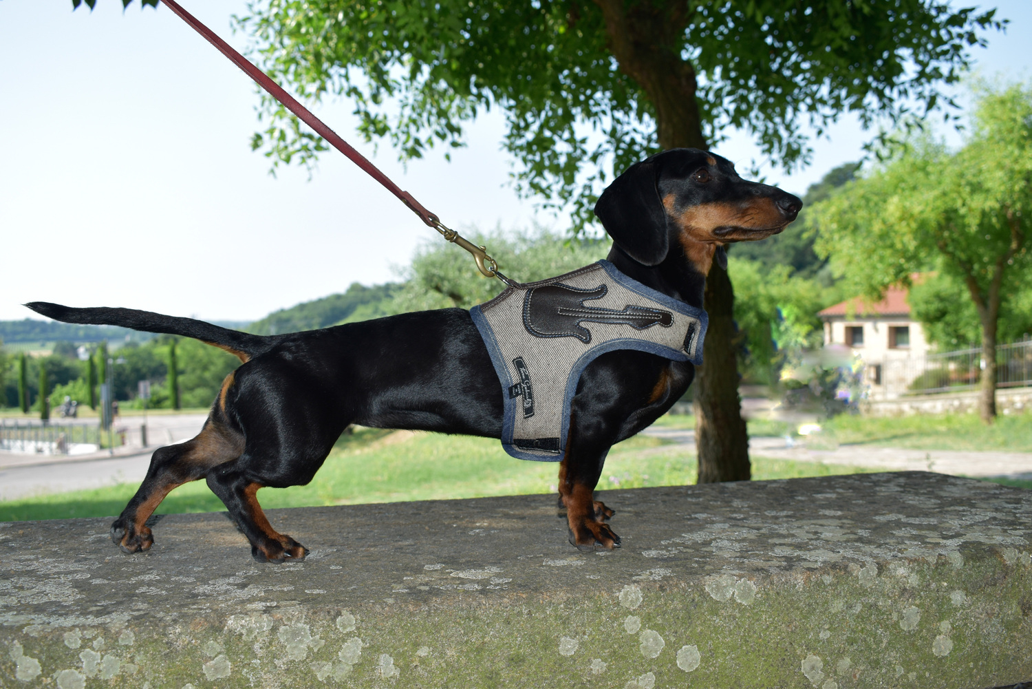 Pettorina per cani in Jeans dritto rovescio