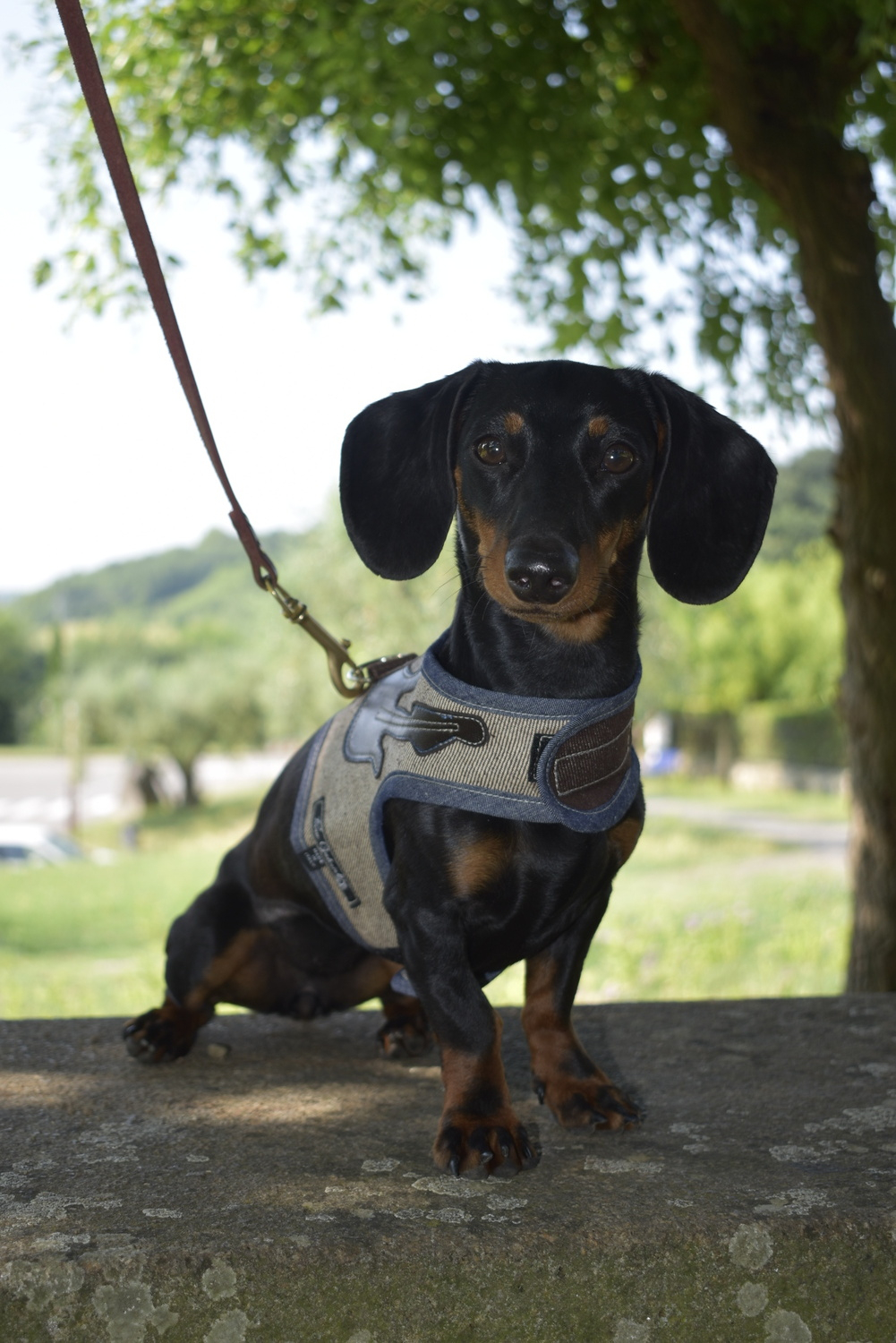 Pettorina per cani in Jeans dritto rovescio - immagine 2