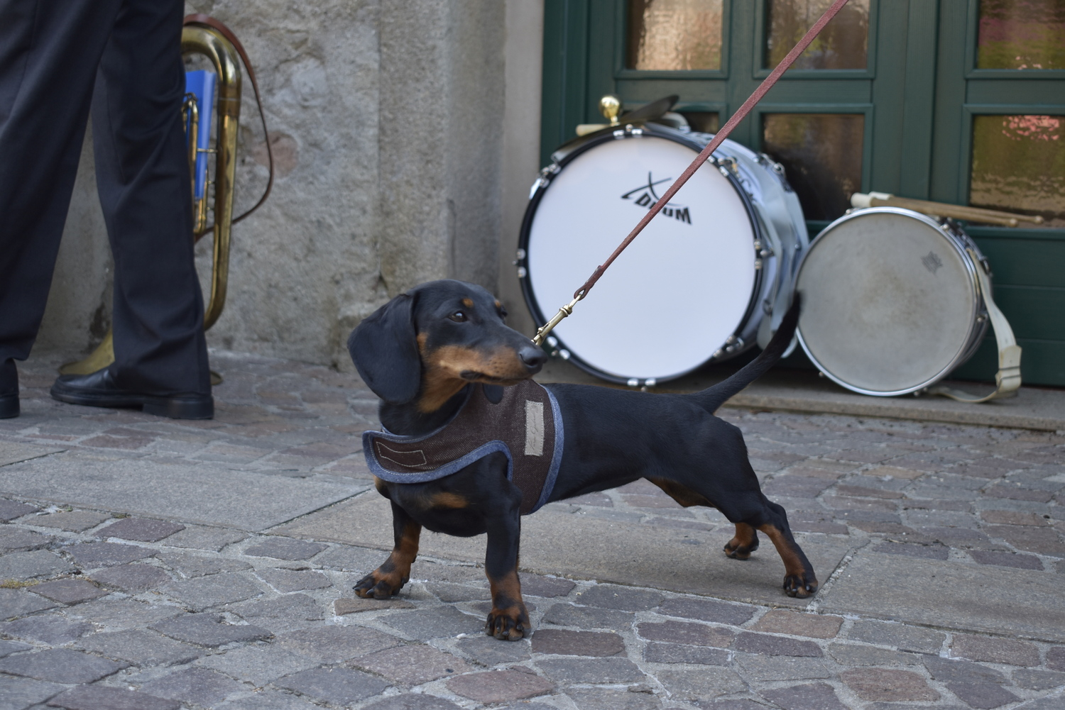 Pettorina per cani in Jeans dritto rovescio - immagine 3